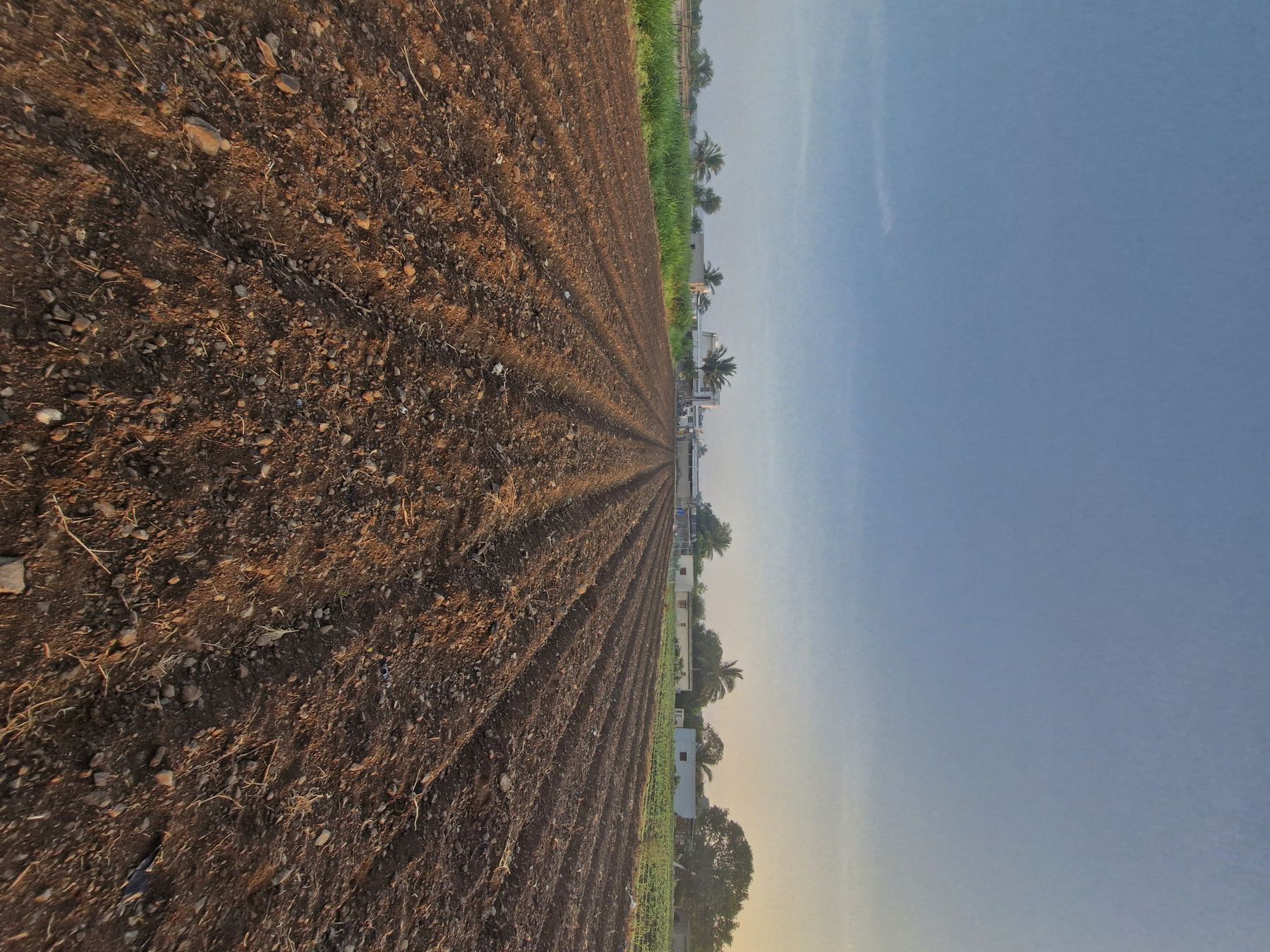 Ploughed rows at the HARITAM partner farm, early morning
