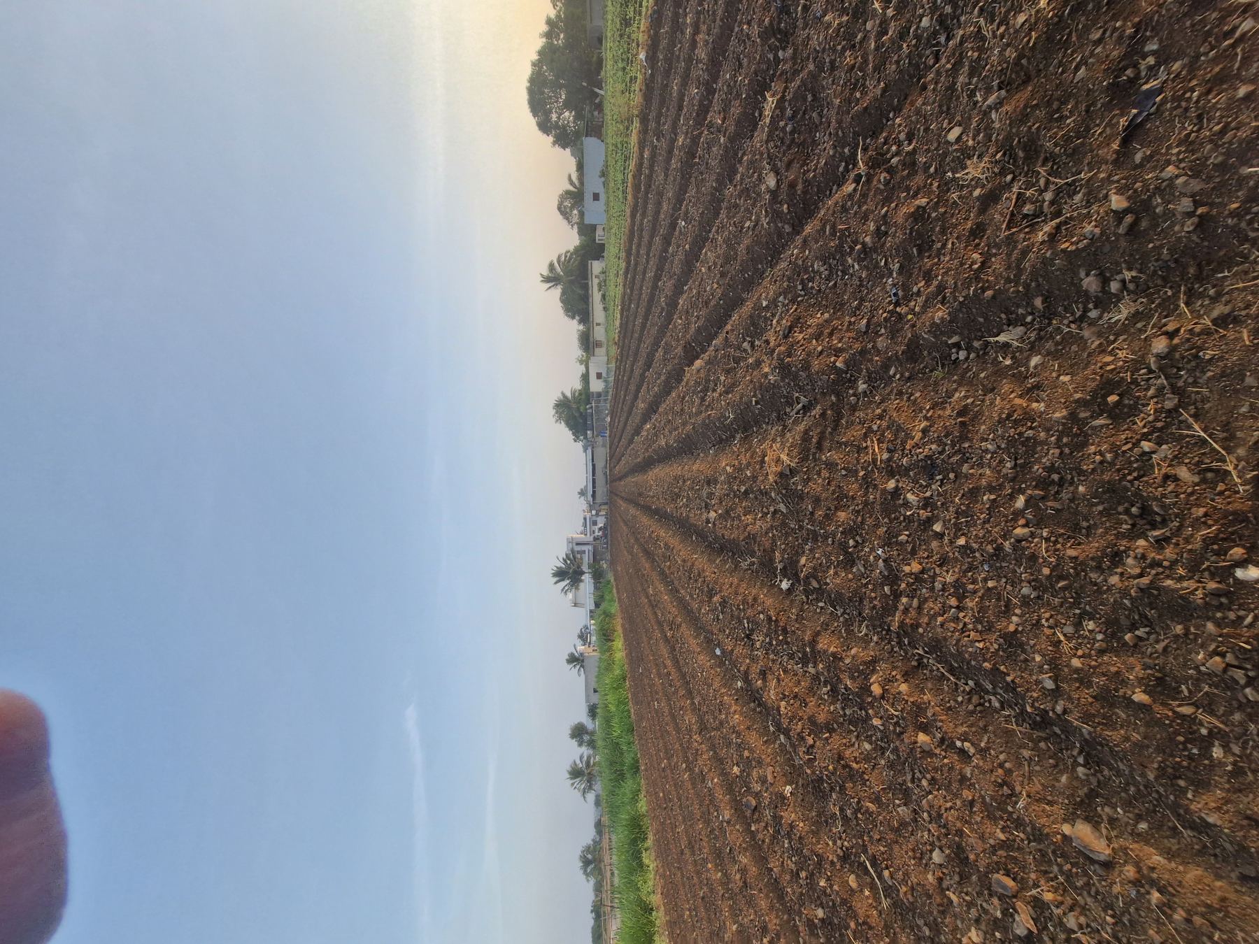 Ploughed rows at the HARITAM partner farm, wide view